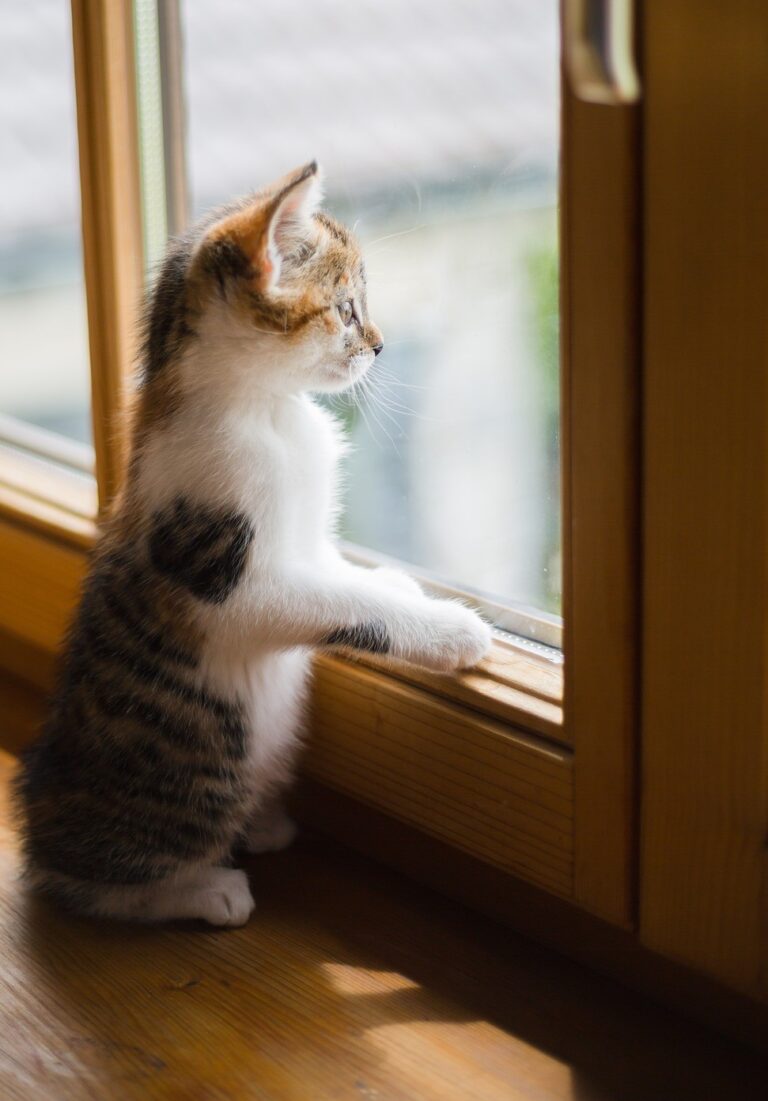 【SWELL】背景や画像の角に丸みをつけたい/追加CSSカスタマイズ